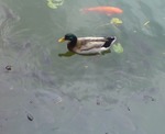 20100604164127.jpg